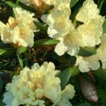 Rhododendron Millenium gold